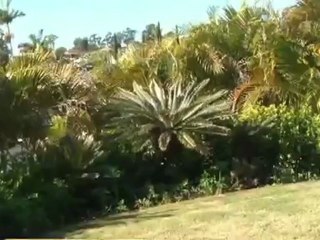 Poursuite entre un chat et un chien, qui gagne ?