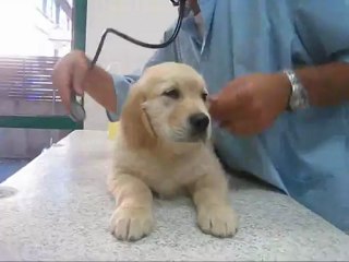 Jack chez le véto. Tout est OK !