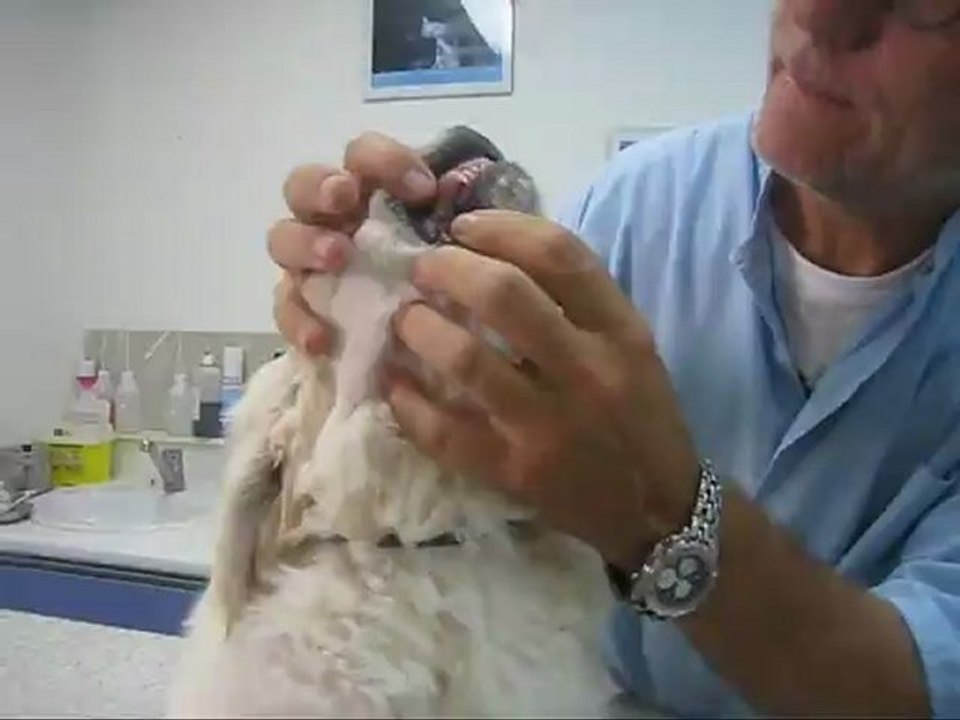 Jesse chez le véto. Aïe aïe ça fait mal !