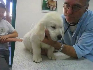 Hilona chez le véto. Elle sait faire "assis" sur demande !