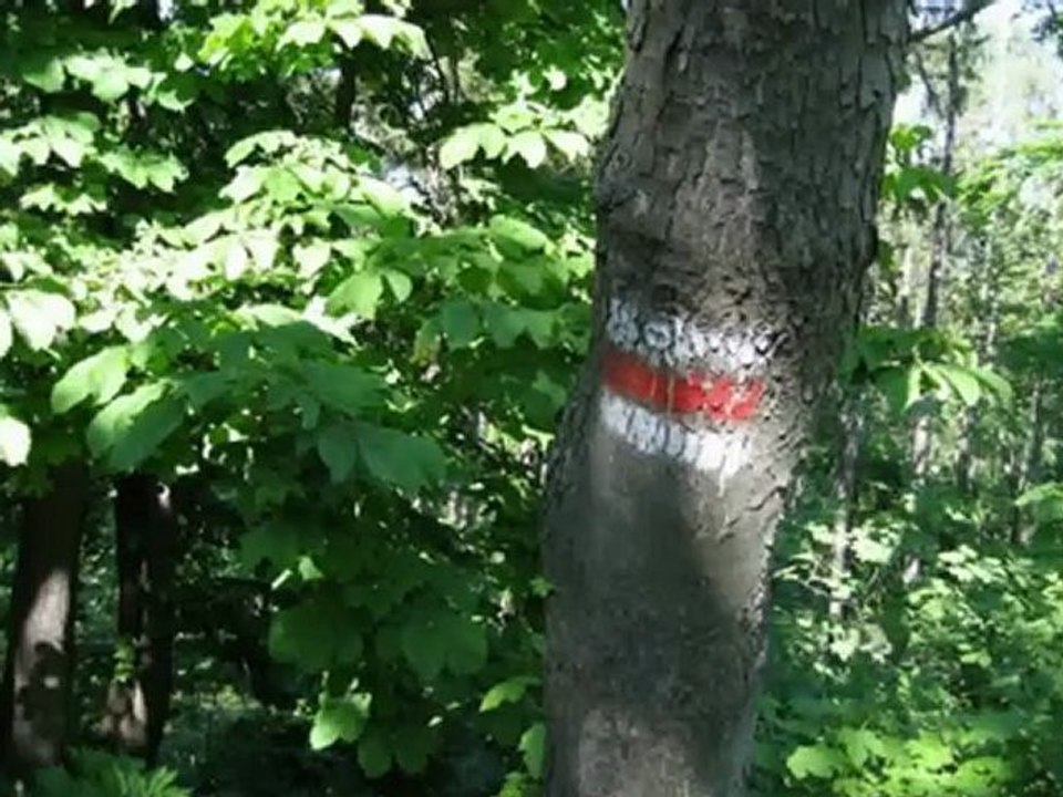 ウィーン少年合唱団 Wiener Sangerknaben アヴェ・マリア