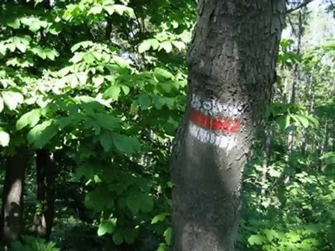 ウィーン少年合唱団 Wiener Sangerknaben アヴェ・マリア