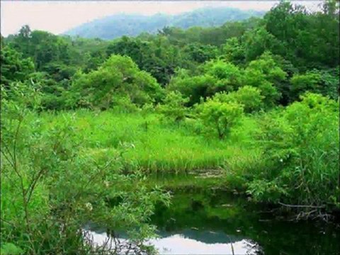 ウィーン少年合唱団 Wiener Sangerknaben エーデルワイス