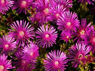 ウィーン少年合唱団 Wiener Sangerknaben ハンス坊や(蝶々)