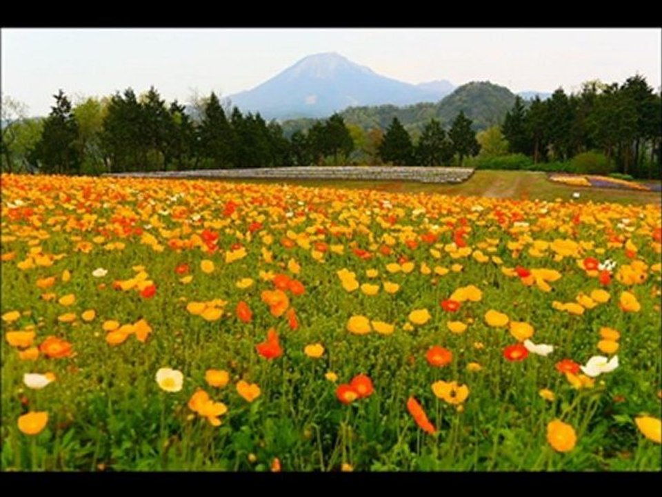 ウィーン少年合唱団 Wiener Sangerknaben ムシデン