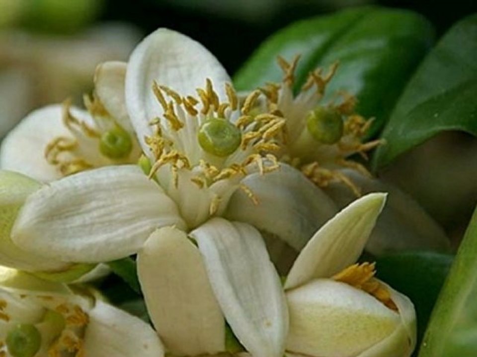 ウィーン少年合唱団 Wiener Sangerknaben レモンの咲く頃