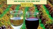 Cooking Book Review: From Vines to Wines: The Complete Guide to Growing Grapes and Making Your Own Wine by Jeff Cox
