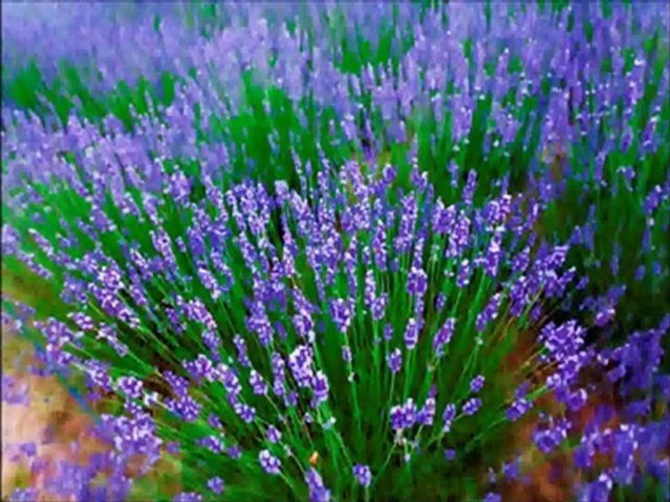 ウィーン少年合唱団 Wiener Sangerknaben 眠りの精