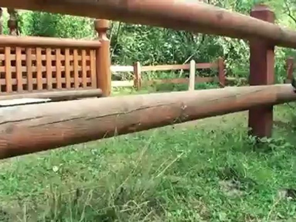 inanılmaz köpek