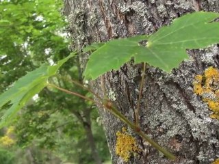 Cailloux IRL 1 - Voyage vers Bordeaux