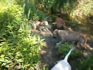 Redden dans l'Etang 09-08-2012 n° 6