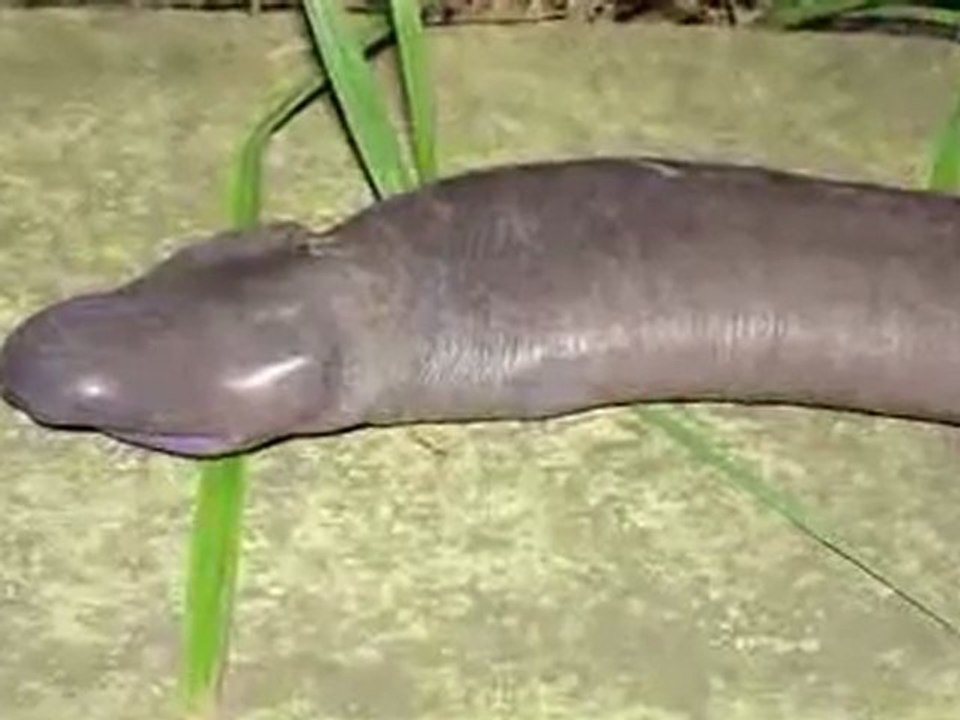 What is it??