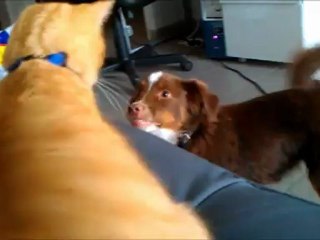 Krypto et Simba