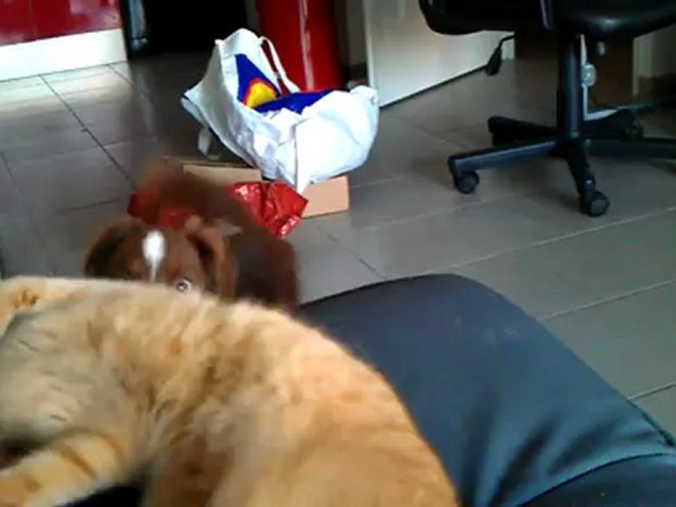 Krypto et Simba suite