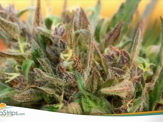 CannaStrips : lutter contre la mauvaise haleine