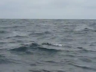 Joli saut de baleines a bosse