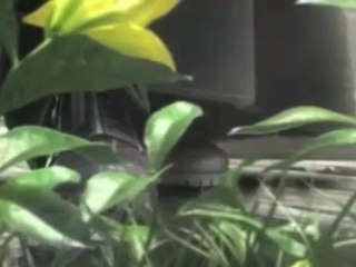 Hysteria by Def Leppard (Aerith-Final Fantasy 7 Advent Children)