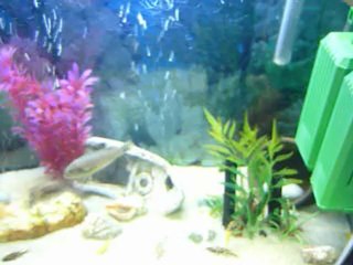 Mavi Prenses Yavruları