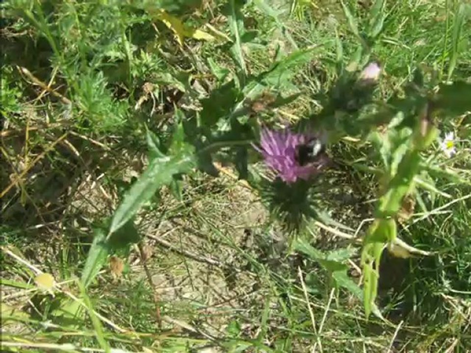 Sommerspaziergang