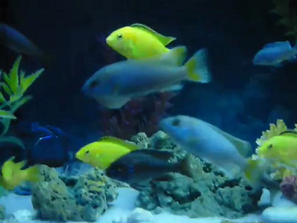 Iceman (Pseudotropheus Acei)