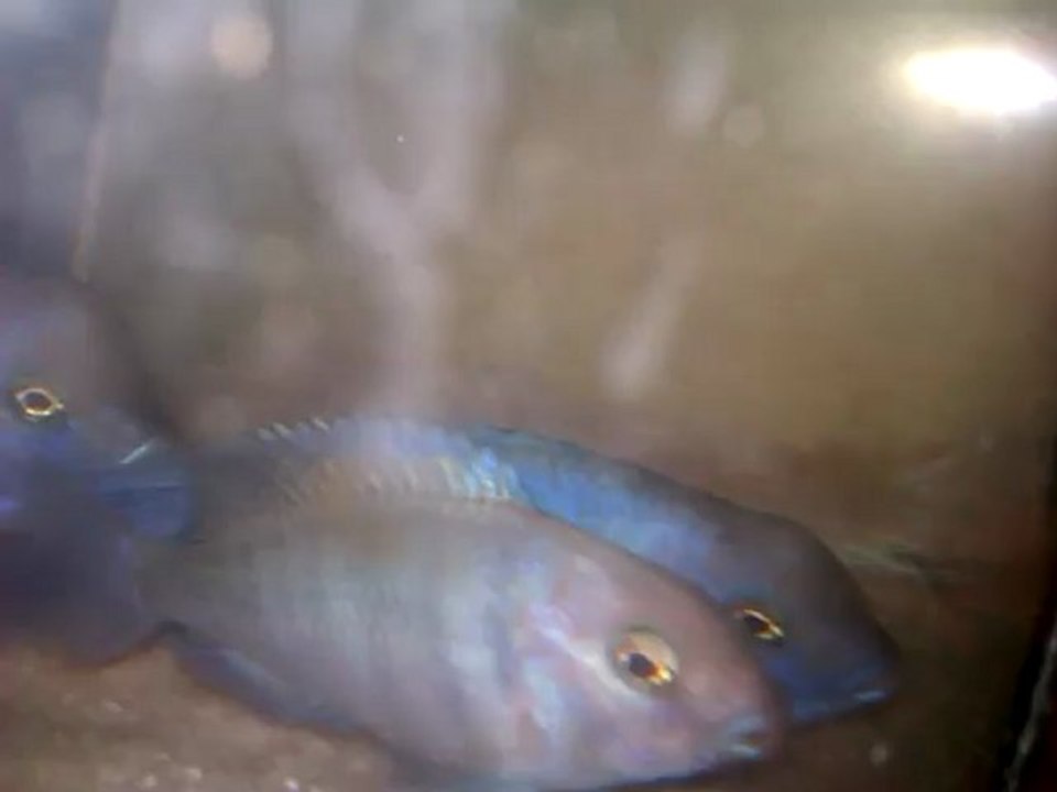 yunus CİKLET CİNSİYET BELİRLEME