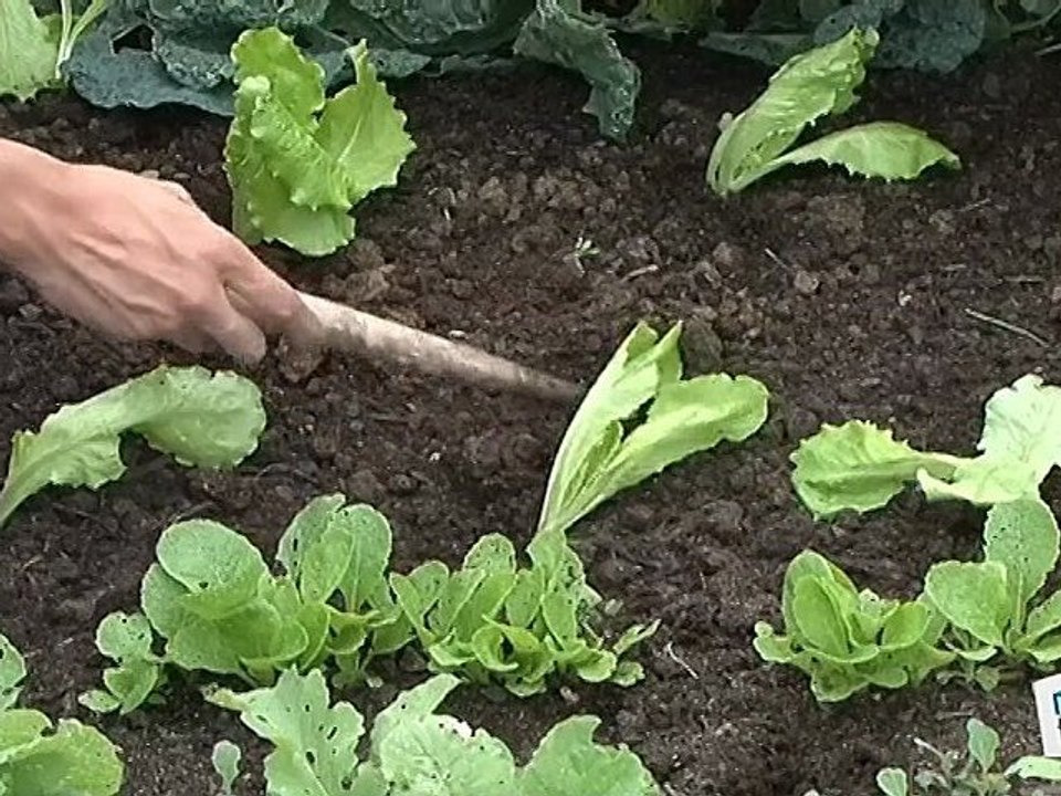 Comment repiquer des plants de salade ?