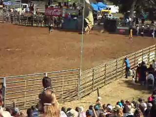 Rodéo de la foire de Bourail 2012 sur boeuf