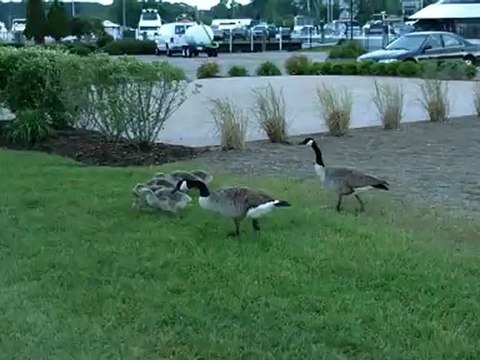 Baby Geese - We saw some baby geese hanging out with the adults by lake St. Claire on a beautiful evening.