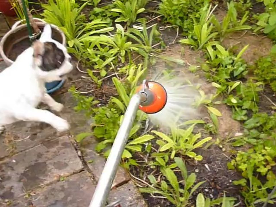 Colette, trempée, joue avec le tuyau d'arrosage aout 2012(3)