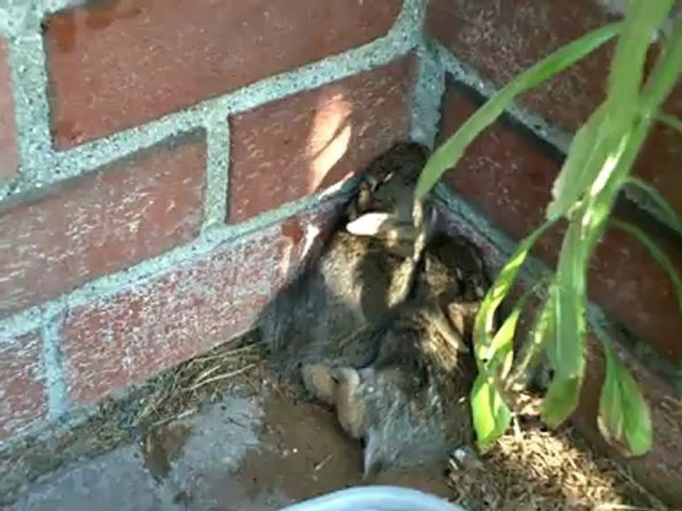 Bunnies In The Back Yard - Sarah brings water to the bunny rabbits in our yard. Cute animals.