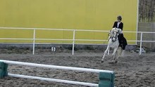 show equestre