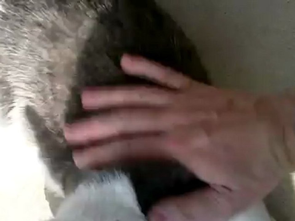 Cat playing outside