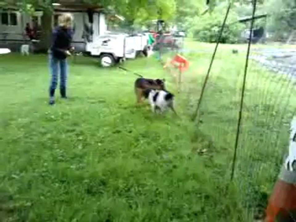 sultane et son copainen fin de seance de dressage