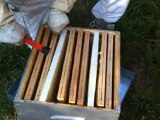 Prelevement d'une hausse de ruche pour extraction du miel