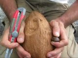 Sculpture sur coco . Création d'une tête de pirate en noix de coco . île de la Réunion