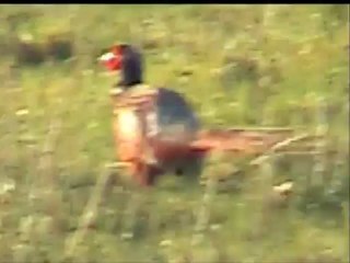 Des cigognes dans le Revermont du Jura