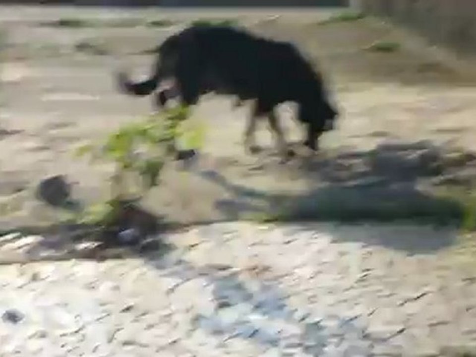 Momento: "What the fuck!?" [1] - Cachorro vaca.