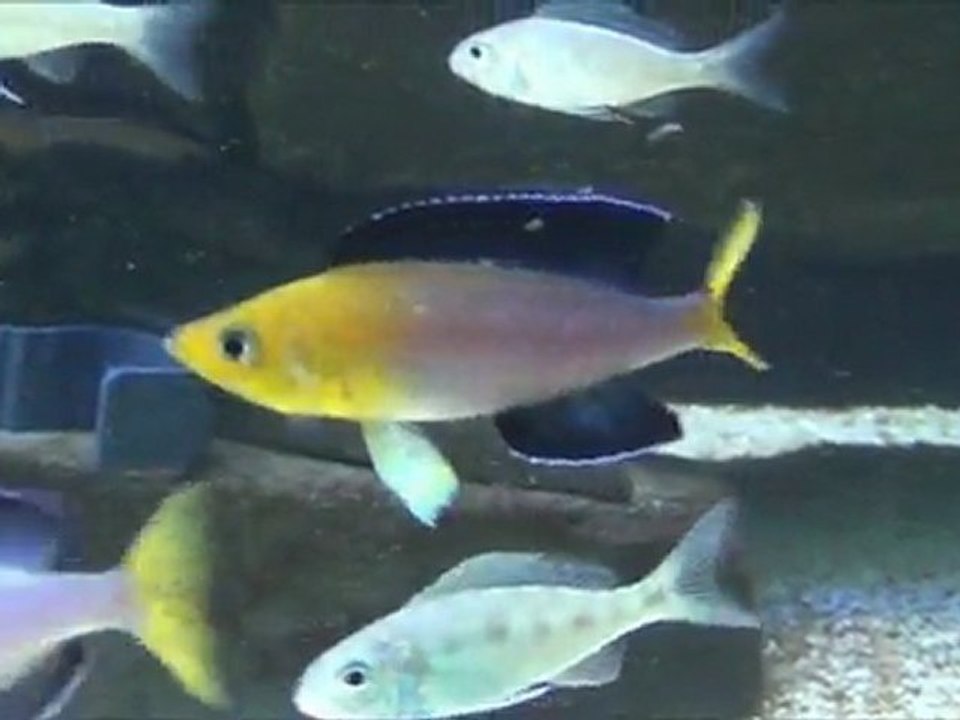 2012-08-11 - Ponte - Cyprichromis