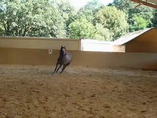 Alizée août 2012 trot et galop