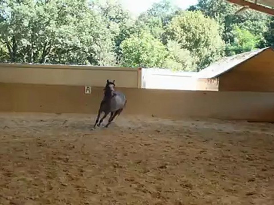 Alizée août 2012 trot et galop