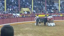 Nelson Batista dos Amadores de Portalegre pega toiro do Eng Ruy Gonçalves na Praça de Toiros da Nazaré