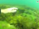 Underwater World - Apnea Diving video - Xtrem Trip Video Contest