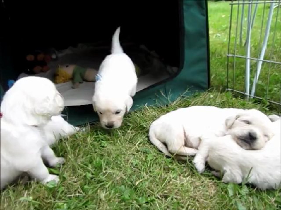 Le 22ème jour de nos petits golden