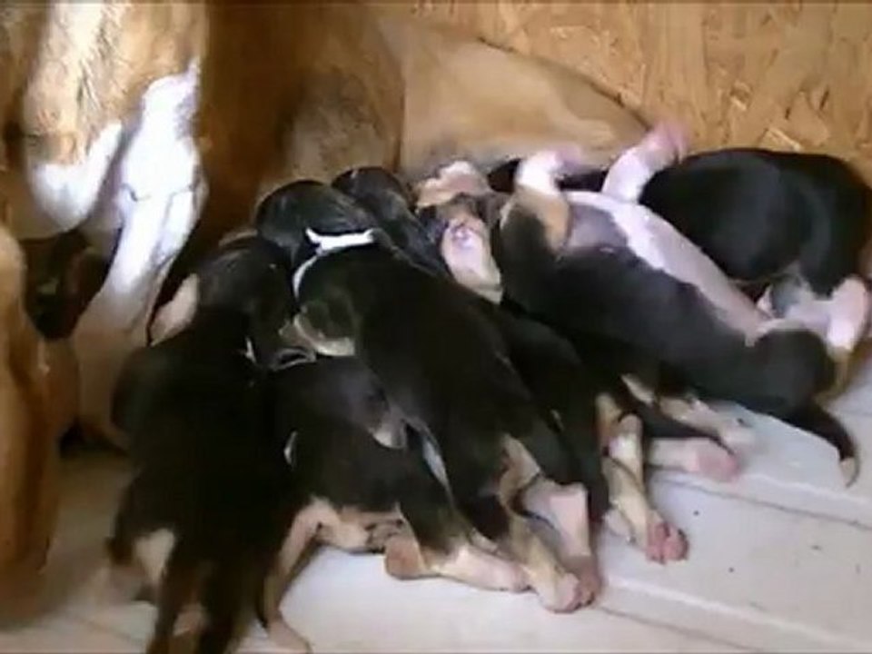 basset artesien normand