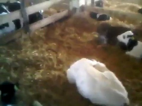 HAZER EMLAK TEL_ 0546 851 6657 KİRALIK BÜYÜKBAŞ HAYVAN ÇİFTLİGİ - SAKARYA ADAPAZARI BURSA ANKARA KOCAELİ İSTANBUL BOLU DÜZCE BİLECİK YALOVA BALIKESİR BURSA SİLİVRİ ÇATALCA ŞİLE AĞVA DERİNCE GEBZE KAYNARCA KANDIRA AKMEŞE GEYVE KARASU FERİZLİ HENDEK