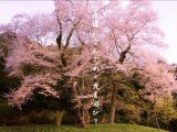 祇園白川ライトアップ2012　徳島-神山公園 大阪城　夜桜　吉良のエドヒガン
