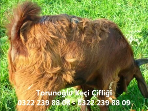 Halep Keçileri,Halep Keçisi Nerden Alınır,Halep Keçisi Foto