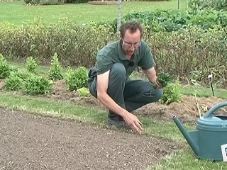 Comment bouturer du buis ?