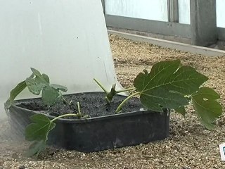 Comment bouturer un figuier ?