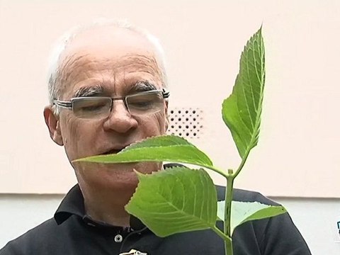Conseils pour bouturer un hortensia